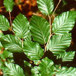 Hedging Fagus Sylvatica (Green Beech) - 2/3 Feet Bare Root