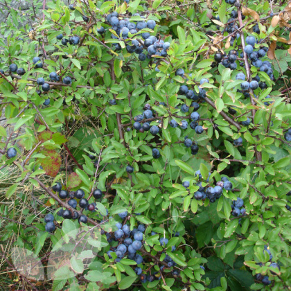Hedging Prunus Spinosa (Blackthorn) - Bare Root