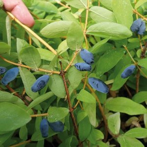 Honeyberry - Lonicera caerulea var. kamtschatica - 3 Litre Honeyberry - Lonicera caerulea var. kamtschatica - 3 Litre
