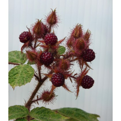Japanese Wineberry
