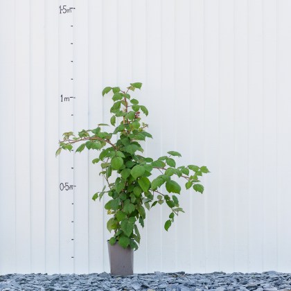 Japanese Wineberry