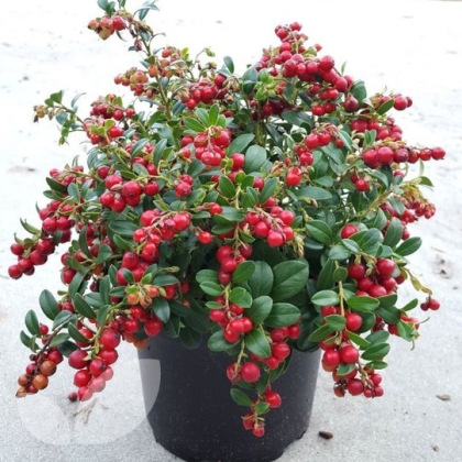 Lingonberry Fireballs - 2 Litre