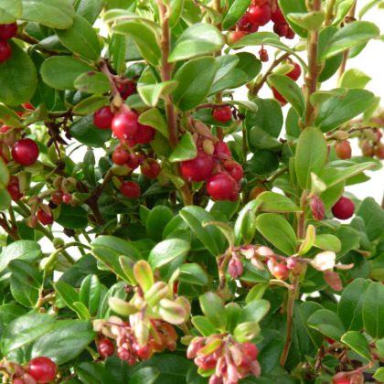 Lingonberry Red Pearl - 2 Litre