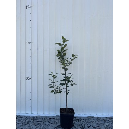 M26 Rootstock