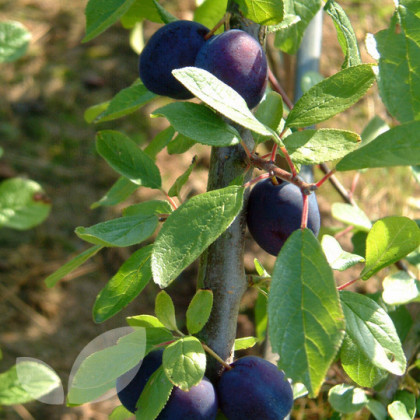 Merryweather Damson