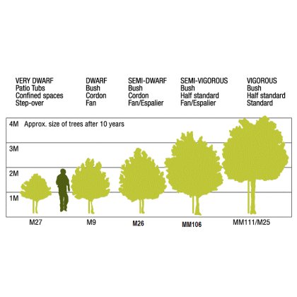 MM106 Rootstock MM106 Rootstock
