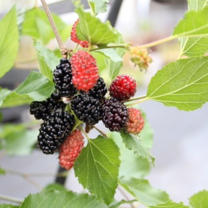 Mulberry Morus Mojo Berry Mulberry Morus Mojo Berry