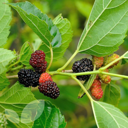 Mulberry Morus Nigra Mulberry Morus Nigra