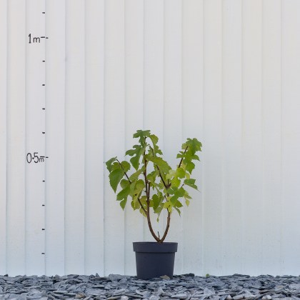 Mulberry Morus Nigra