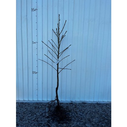 Nectarine Lord Napier