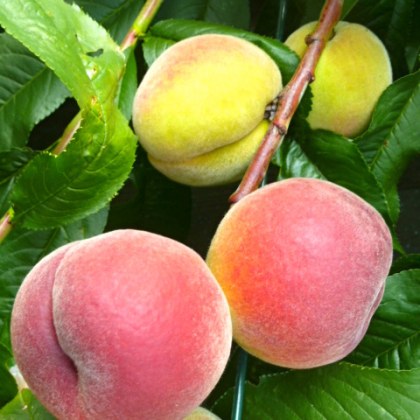 Peach Avalon Pride Peach Avalon Pride