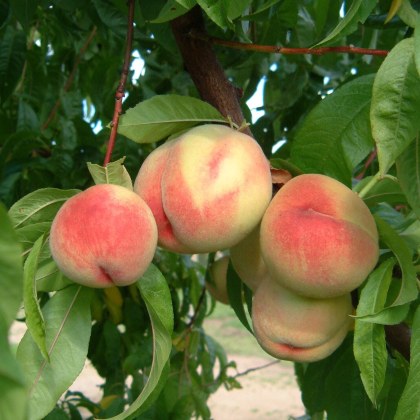 Peach Rochester