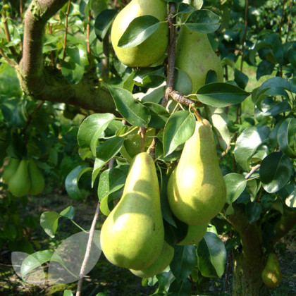 Pear Concorde