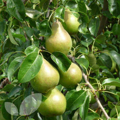 Pear Doyenne du Comice