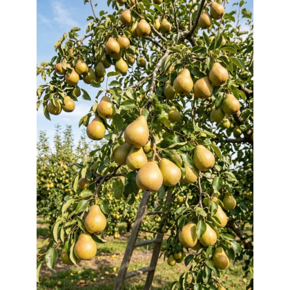 Pear Improved Fertility Pear Improved Fertility