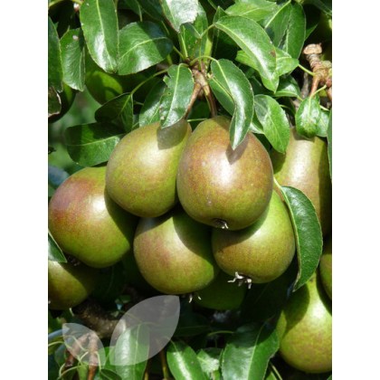 Pear Louise Bonne of Jersey