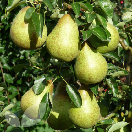 Pear Williams Bon Chretien