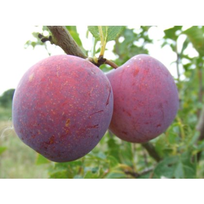 Plum Fruit Trees