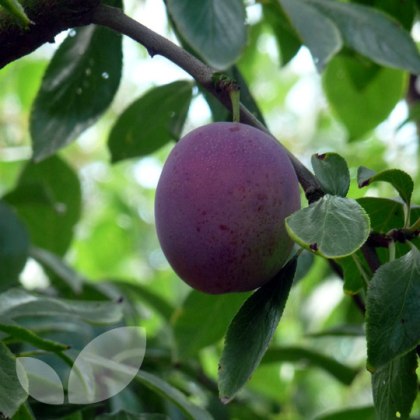 Plum Seneca