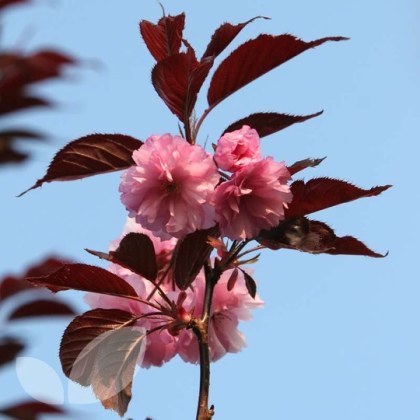 Prunus Royal Burgundy