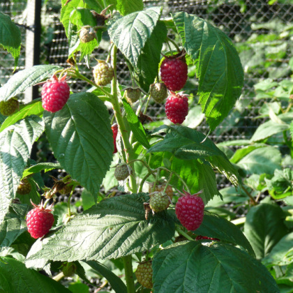 Raspberry Autumn Bliss
