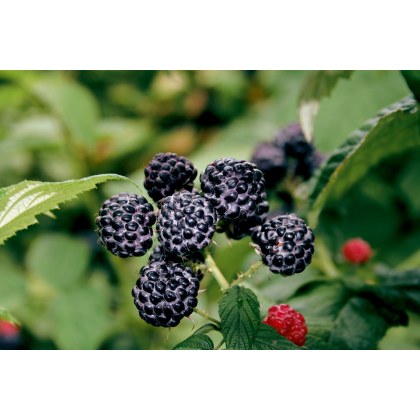 Raspberry Black Jewel