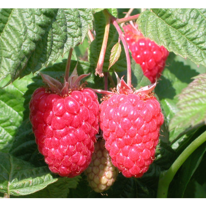 Raspberry Cascades Delight