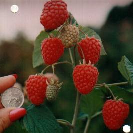 Raspberry Glen Ample