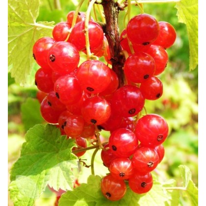 Redcurrant Laxtons No 1