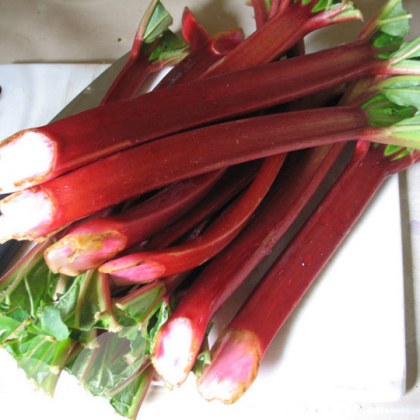 Rhubarb Goliath