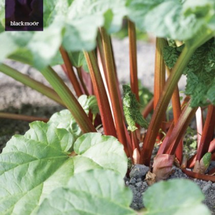 Rhubarb Victoria