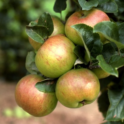 Apple Annie Elizabeth