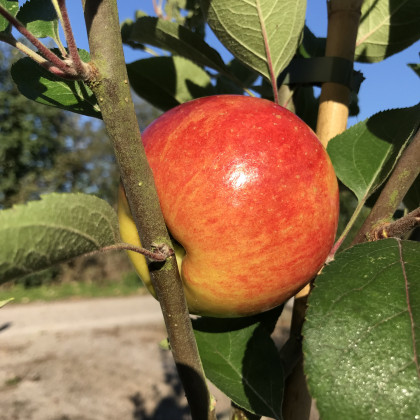 Apple Chivers Delight