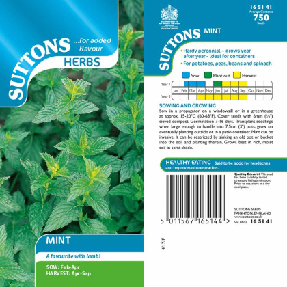Seeds - Mint Seeds - Mint
