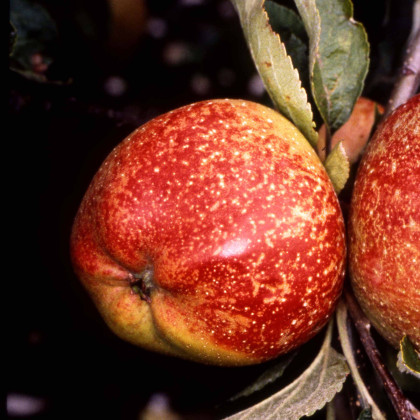 Apple Cornish Aromatic