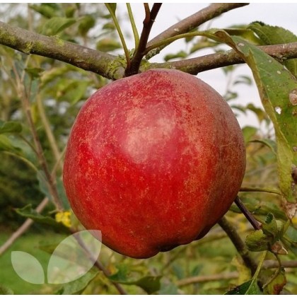 Apple Cornish Gillyflower