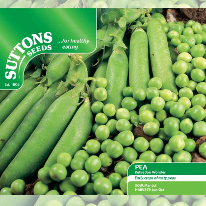 Seeds - Pea Kelvedon Wonder