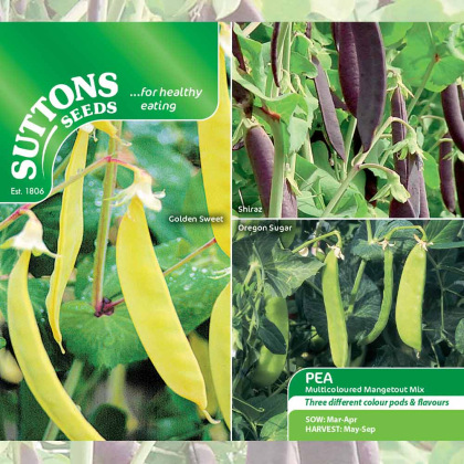 Seeds - Pea Mangetout Multicoloured Mix