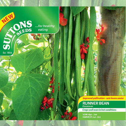Seeds - Runner Bean Firestorm