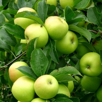 Apple Greensleeves