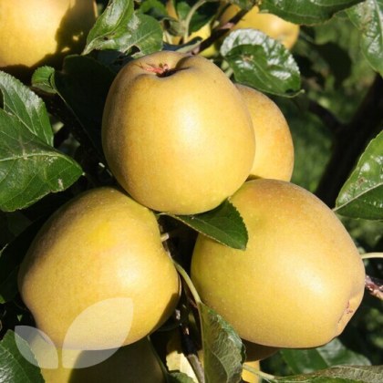 Apple Herefordshire Russet