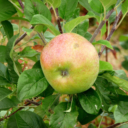 Apple Howgate Wonder