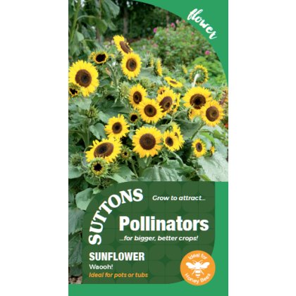 Seeds - Sunflower Waooh (P) Seeds - Sunflower Waooh (P)