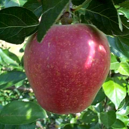 Apple Kidds Orange Red