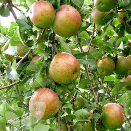 Apple Lord Lambourne