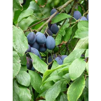 Shropshire Damson