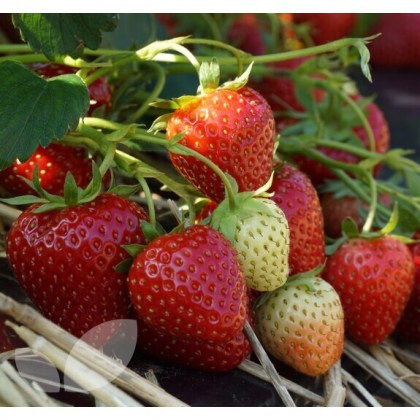 Strawberry Allegro - 10 Runners Bare Root