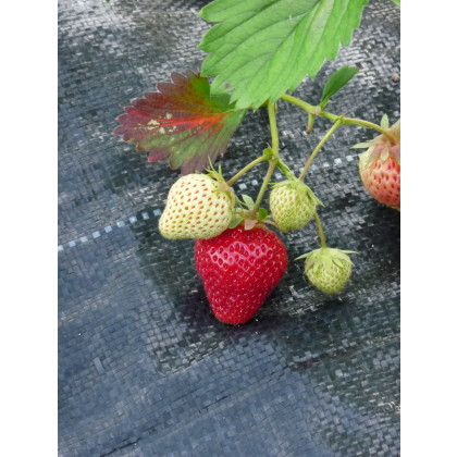 Strawberry Christine - 10 Runners Bare Root