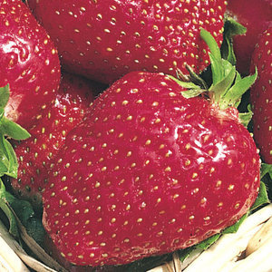 Strawberry Florence - 10 Runners Bare Root