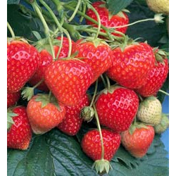 Strawberry Symphony - 10 Runners Bare Root